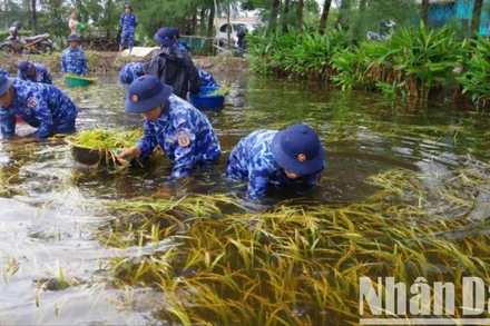 Lực lượng vũ trang hỗ trợ người dân xã Gio Hải, huyện Gio Linh thu hoạch lúa bị ngập úng.
