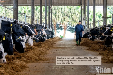 Trang trại chăn nuôi của Mộc Châu Milk.