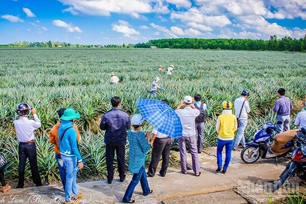 Du khách thích thú đến tham quan làng du lịch cộng đồng Khóm Cầu Đúc.