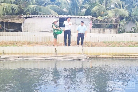 Mô hình nuôi ba ba của hộ bà Thị Hinh ở ấp 5, xã Xả Phiên.