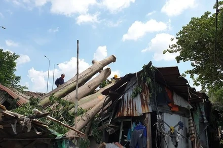 Mưa lớn kèm lốc xoáy quét qua địa bàn Quận 6 (cũ) khiến trường học tốc mái, cây xanh ngã đổ. (Ảnh: NGUYỄN TÂN/Báo Nhân Dân)