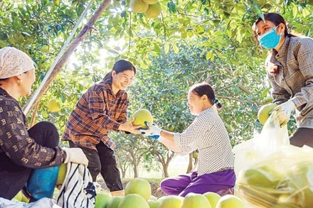 Cây bưởi góp phần tạo nguồn thu nhập ổn định cho nhiều hộ gia đình ở xã Vĩnh Phú, tỉnh Phú Thọ. (Ảnh: PHÙNG HẢI)