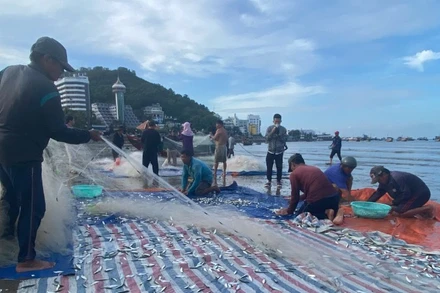 Rủ lưới gom cá trích ở Bãi Trước, Vũng Tàu.