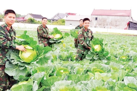 Chiến sĩ Trung đoàn 95, Sư đoàn 325, Quân đoàn 12 tăng gia sản xuất, chủ động nguồn thực phẩm tươi, sạch cho bộ đội đón Xuân.