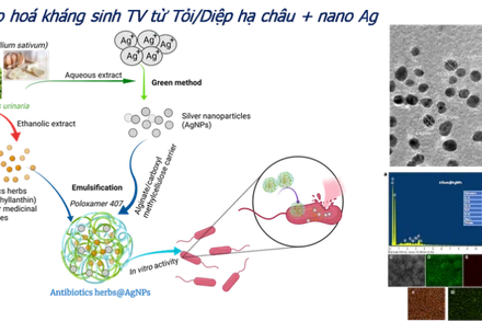 Nano hóa kháng sinh TV từ Tỏi/Diệp hạ châu + nano Ag.