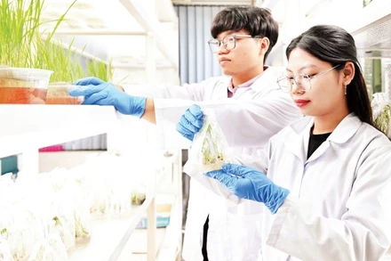 Nghiên cứu sinh Viện Di truyền Nông nghiệp kiểm tra mẫu cây trồng. (Ảnh: THẾ ĐẠI)