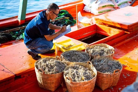 Chuyên viên kỹ thuật của Masan PQ kiểm tra chất lượng cá trước khi chuyển về nhà ủ chượp.