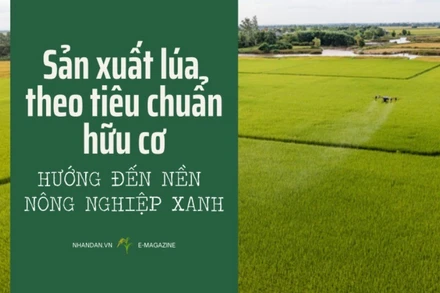 Sản xuất lúa theo tiêu chuẩn hữu cơ hướng đến nền nông nghiệp xanh