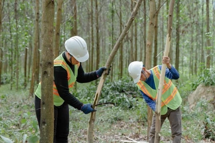 Cắt tỉa cây rừng trồng gỗ lớn. (Ảnh: GIZ/Vũ Thành)
