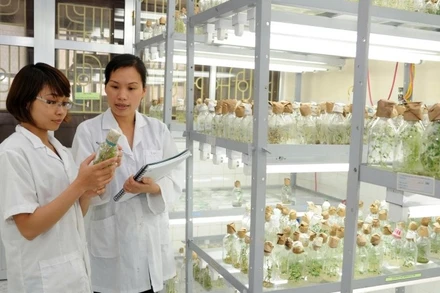 Nghiên cứu giống cây trồng tại Viện Sinh học Nông nghiệp (Học viện Nông nghiệp Việt Nam). (Ảnh: KHÁNH AN)