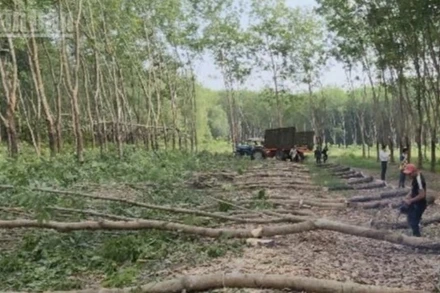 Nhân dân phường Chơn Thành (Đồng Nai) cắt cây nhường đất thực hiện dự án cao tốc.