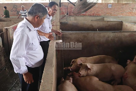 Đoàn kiểm tra liên ngành kiểm tra cơ sở giết mổ gia súc Dững-Nga vào ngày 2/6/2025.