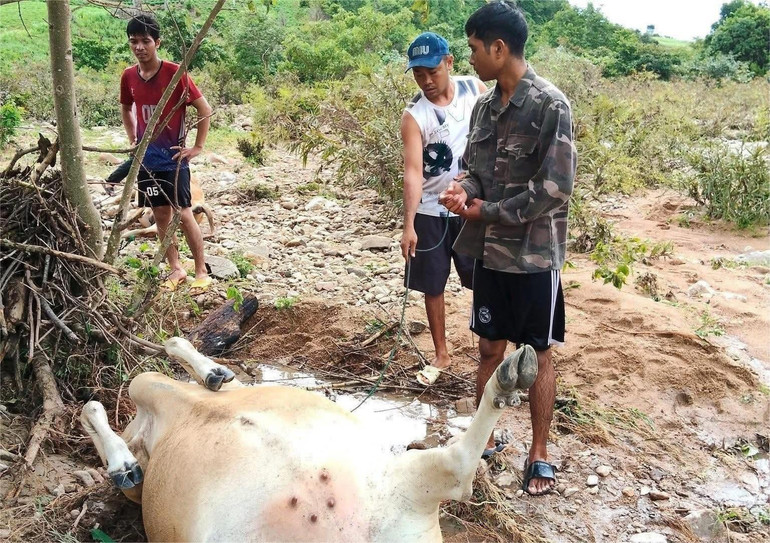 Người dân bất lực nhìn đàn bò bị nước lũ làm ngạt nước và chết. (Ảnh: Nguyễn Linh) img-24-5680.jpg