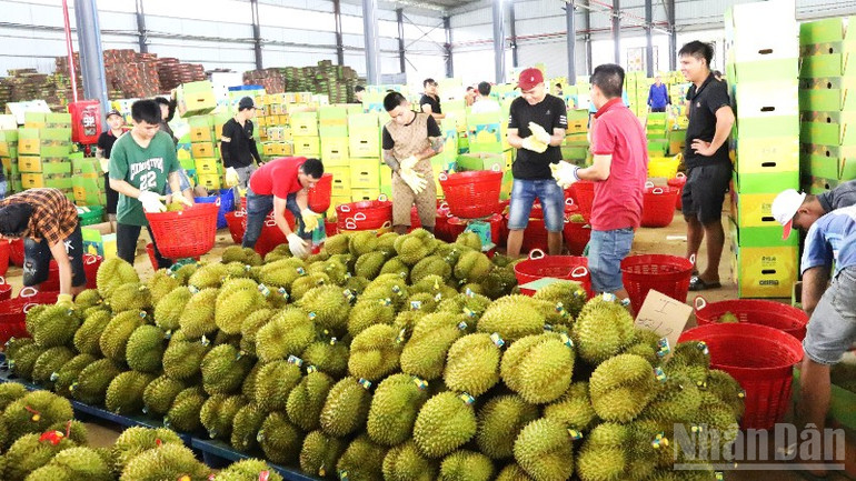 Một cơ sở thu mua sầu riêng xuất khẩu trên địa bàn xã Ea Knuếc. ndo_br_img-3814-copy-5788.jpg
