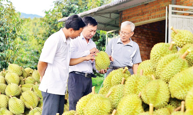 Kiểm tra chất lượng sầu riêng sau thu hoạch, phục vụ thị trường xuất khẩu. t1408tn7.jpg
