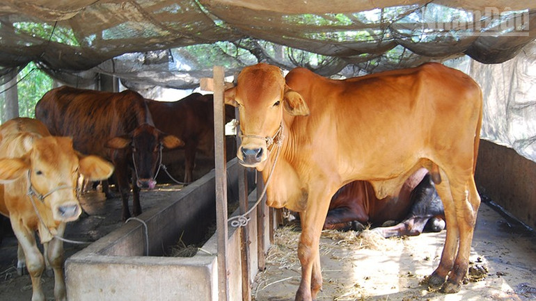 ຫຼາຍກວ່າ 95% ຂອງຝູງງົວຂອງແຂວງໄດ້ຖືກປະສົມພັນກັບງົວ Sind ໂດຍອີງໃສ່ພັນງົວເຫຼືອງທ້ອງຖິ່ນ. ndo_tr_k1.jpg