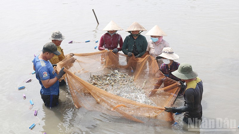 ຮູບແບບການລ້ຽງກຸ້ງນ້ຳຈືດຍັກເພດຜູ້ທັງໝົດຢູ່ຕາແສງ ລອງຮວ່າ ຊ່ວຍໃຫ້ຊາວກະສິກອນເພີ່ມລາຍຮັບ. ndo_br_k4.jpg