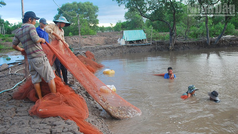 Thu hoạch tôm công nghiệp tại xã đảo Đông Hải, tỉnh Vĩnh Long. ndo_tr_chieu4.jpg