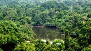 Khu bảo tồn Alto Maues của Brazil. (Nguồn: www.wwf.org.br/TTXVN)