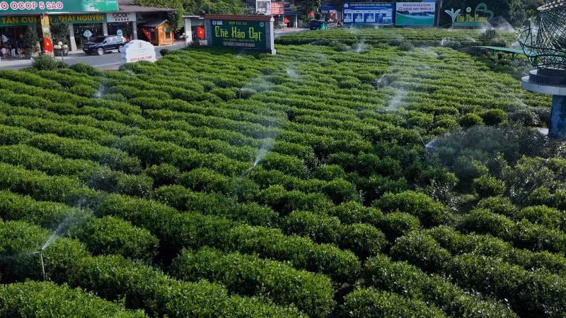 Tưới nước tiết kiệm, thông minh cho cây chè tại Hợp tác xã chè Hảo Đạt. (Ảnh: TUẤN SƠN)