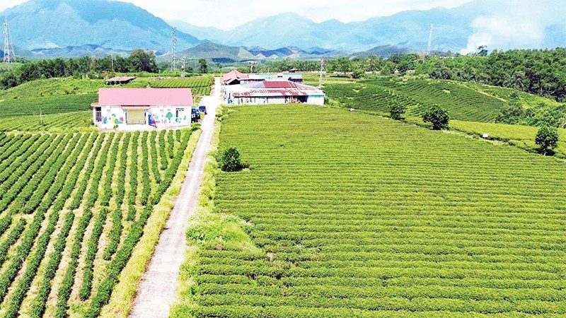 Vùng trồng chè của Công ty TNHH Thuấn Quỳnh ở xã Đường Hoa, tỉnh Quảng Ninh.