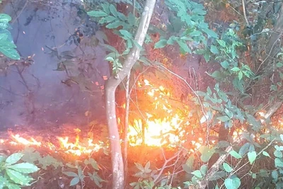 Chiều 11/8, trên khu vực đèo Ngang, xã Phú Trạch, tỉnh Quảng Trị đã xảy ra vụ cháy rừng.