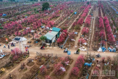 Làng đào Nhật Tân rực sắc hồng mỗi độ Tết đến. (Ảnh: THÀNH ĐẠT)