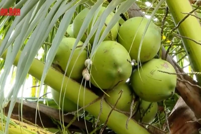 [Video] “Cơn sốt” dừa tươi: Thời điểm xây dựng chuỗi giá trị bền vững