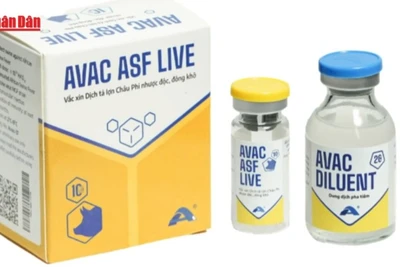 [Video] Vaccine dịch tả lợn châu Phi của Việt Nam lần đầu tiên xuất khẩu sang Indonesia