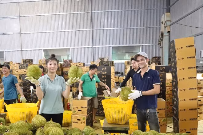 Sầu riêng tươi của Việt Nam chính thức được mở cửa vào thị trường Ấn Độ. 