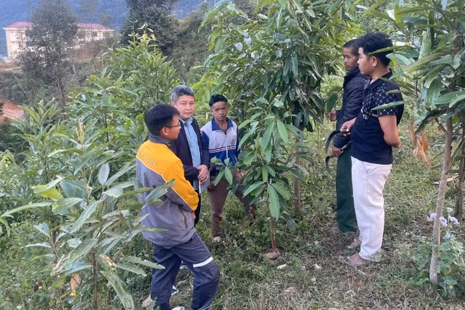 Người Mảng ở bản Nậm Ô xã Pa Tân phát triển cây quế