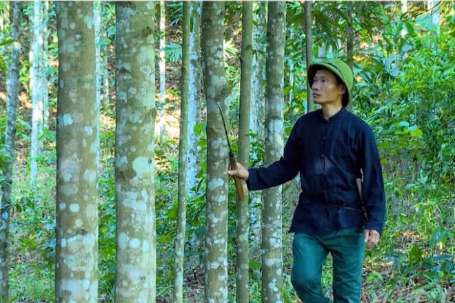 Anh Lý Văn Chém kiểm tra vườn quế của gia đình.