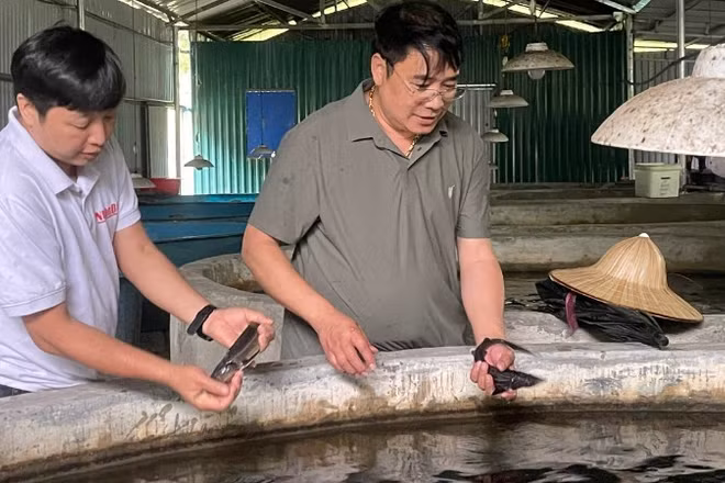 Người nuôi cá nước lạnh đang thua ngay trên sân nhà vì vấn đề thương hiệu.