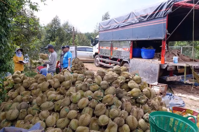 Sầu riêng là mặt hàng có kim ngạch xuất khẩu cao trong 11 tháng đầu năm 2025.