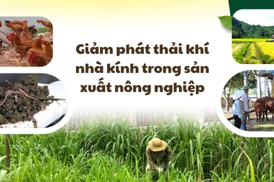 Giảm phát thải khí nhà kính trong sản xuất nông nghiệp