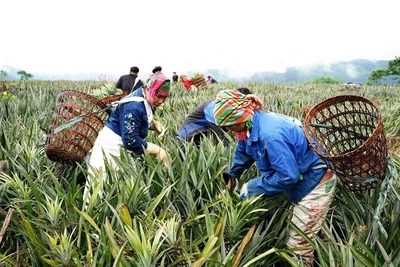 Người dân thu hoạch dứa ở Tân Uyên. (Ảnh TRẦN TUẤN)