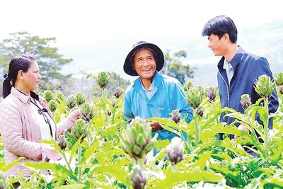 Nhiều gia đình tại Lâm Đồng canh tác cây dược liệu atisô mang lại hiệu quả kinh tế cao.