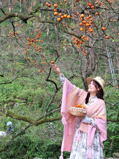 Vườn hồng chín đỏ rực, trải dài trên sườn đồi dãy núi thiêng Đại Huệ.