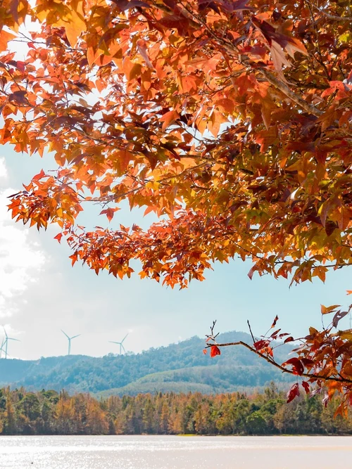 Khi di chuyển đến hồ thủy điện Quảng Trị, rừng phong hương bắt đầu hiện ra với sặc sỡ màu lá cam, đỏ, vàng xen kẽ màu xanh ngọc của nước hồ.