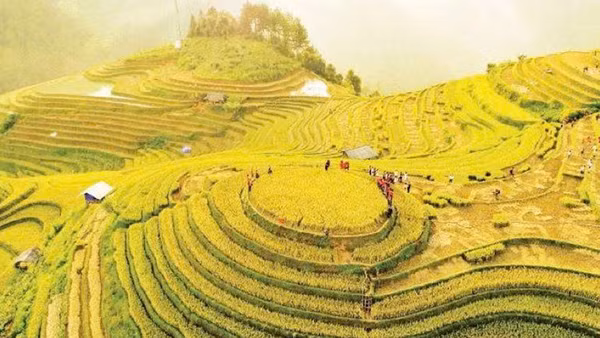 Đồi mâm xôi (Lào Cai) thu hút đông đảo du khách vào mùa lúa chín.