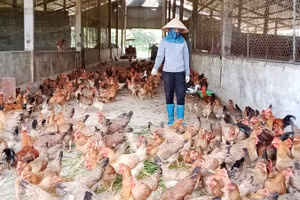 Gà được chăn thả tự nhiên tại trang trại Dũng Tân.