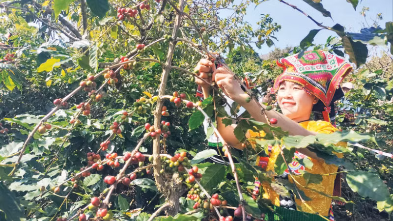 Nông dân Sơn La thu hoạch cà-phê. (Ảnh: QUỐC TUẤN)