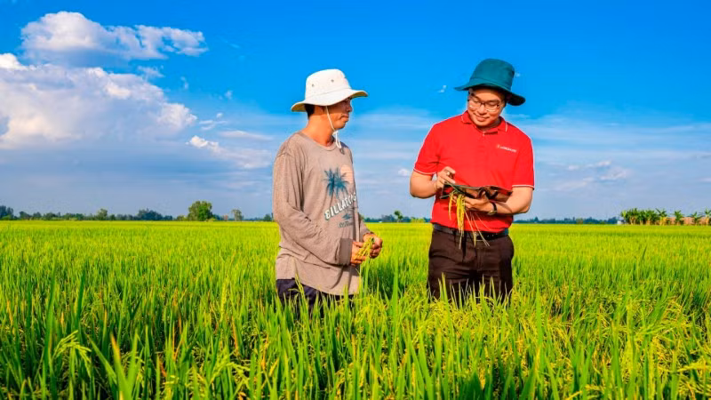 Agribank đẩy mạnh cho vay liên kết sản xuất, chế biến và tiêu thụ sản phẩm lúa gạo chất lượng cao và phát thải thấp vùng Đồng bằng sông Cửu Long. (Ảnh: HƯƠNG ANH)