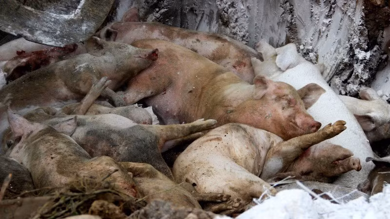 Dịch tả lợn châu Phi đang bùng phát ở 25 phường, xã của tỉnh Nghệ An.