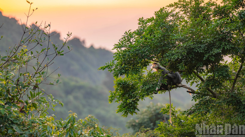 Hình ảnh các gia đình linh trưởng quây quần trên đỉnh rừng già dưới ánh hoàng hôn tạo nên một vẻ đẹp yên bình và đầy sức sống.