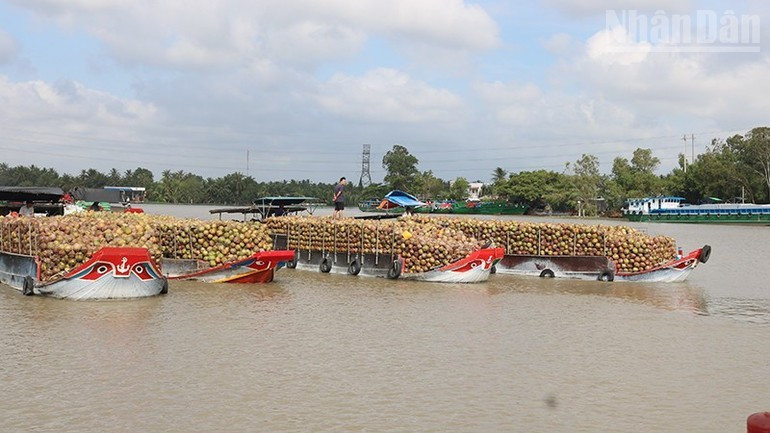 Dừa trái được chở về các cơ sở chế biến dừa tại xã Nhị Long, tỉnh Vĩnh Long. (Ảnh: MINH KHỞI)