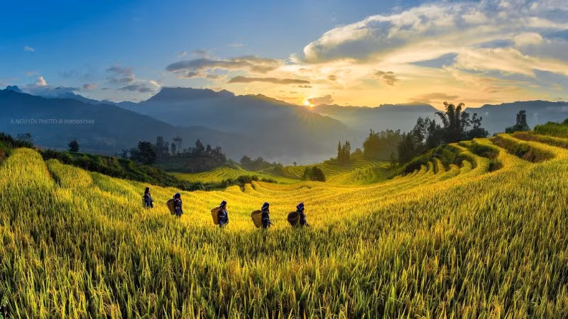 Mùa vàng ở xã Y Tý, tỉnh Lào Cai. (Ảnh: HOÀNG KIỀU)