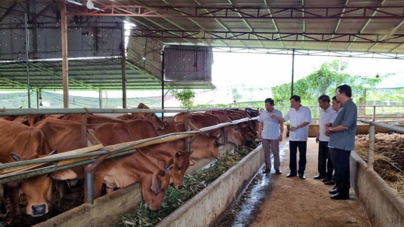 Hợp tác xã Toàn Phát (Sơn La) nuôi hàng trăm con bò nhưng vẫn không gây mùi hôi từ chất thải nhờ đệm lót sinh học. (Ảnh: TUỆ LINH)