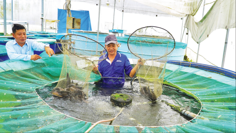 Mô hình trồng rau thủy canh kết hợp nuôi cá hữu cơ tại Công ty TNHH Nông sản Đồng Tháp AQUA, xã Lấp Vò, tỉnh Đồng Tháp.