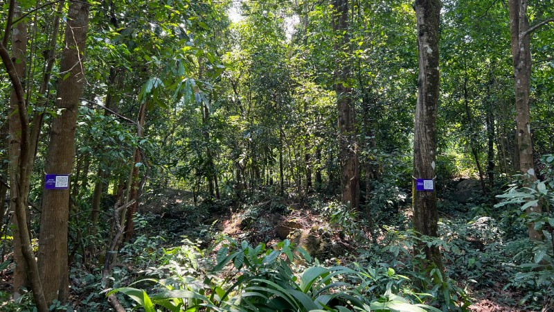 ដើមឈើ Troi ត្រូវបានភ្ជាប់ជាមួយលេខកូដ QR នៅ Bac Hai Van ។